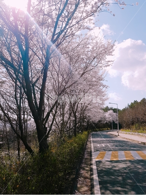 벚꽃,cherryblossom,plant,식물,asphalt,아스팔트,봄,계절,spring,season,식물,자연,plants,nature,꽃,flower