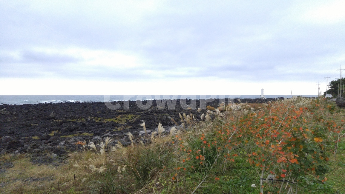 제주,제주도,해안,바다,바닷가,파도,풀,풀숲,grass,plant,잔디,식물,자연,풍경,nature,landscape