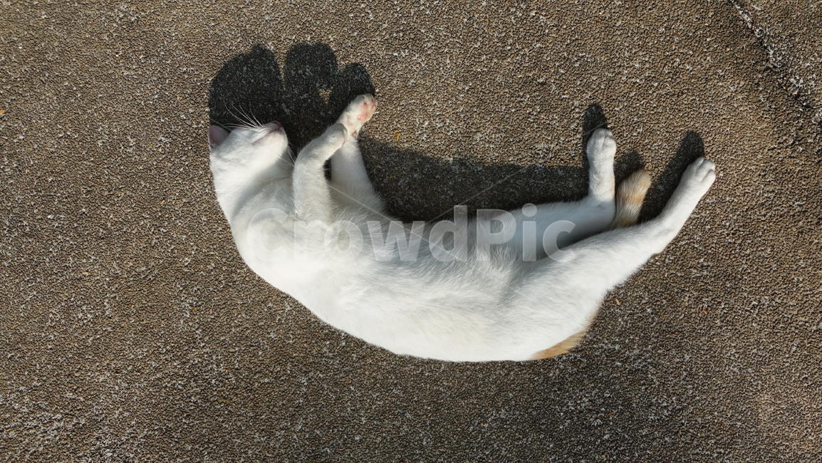 고양이,cat,냐옹이,포유류,pet,애완동물,동물,animal,동물,animal,포유류,mammal,고양이,cat,kitten,kitty