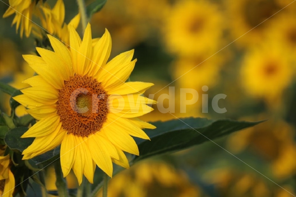 공주시,미호천,해바리기,가을풍경,꽃사진,여름,계절,summer,season,식물,자연,plants,nature,꽃,flower,plant,blossom