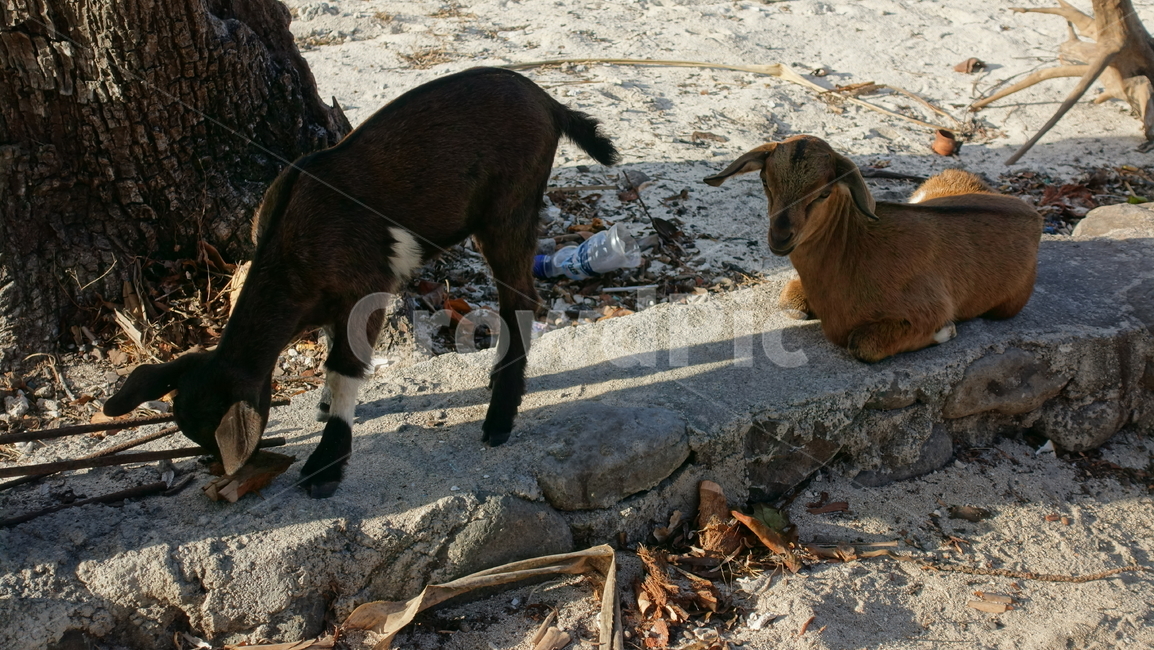 자연,nature,염소,goat,동물,animal