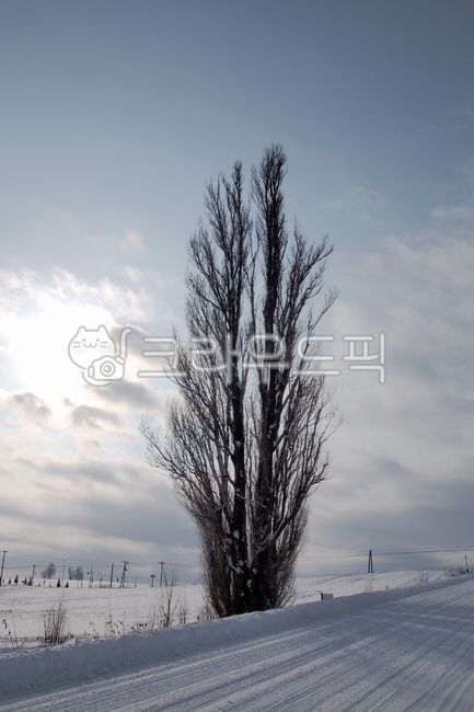 겨울,비에이,눈,설경,자연,nature,outdoors,옥외,winter,snow,snowy,나무,켄과메리의나무,겨울나무