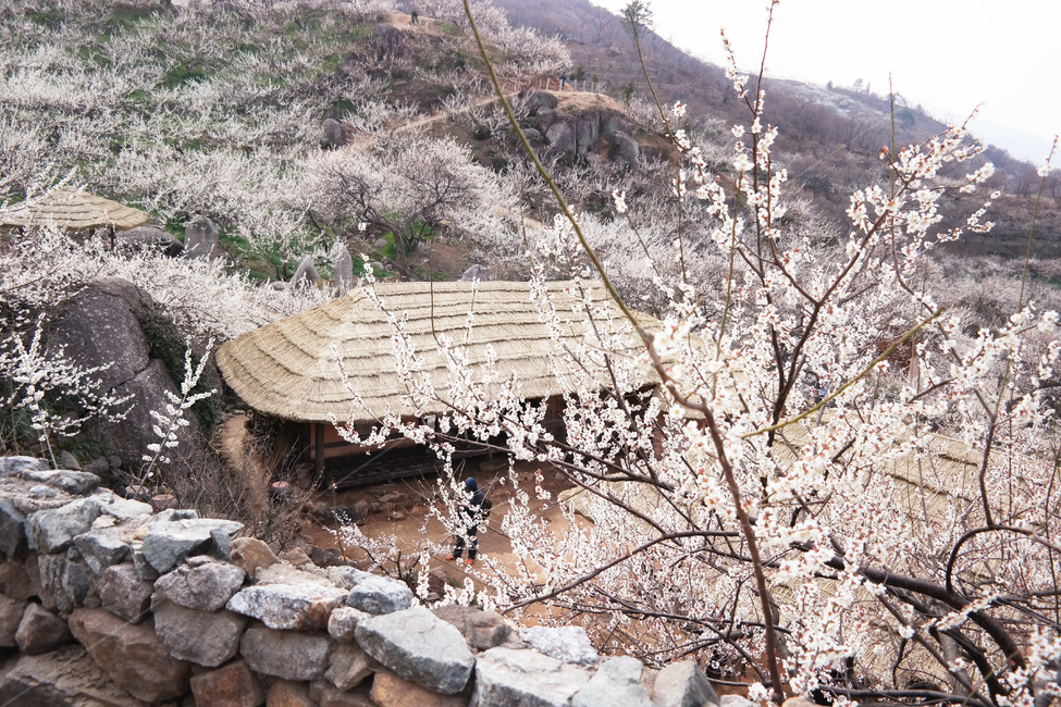 매화,매화꽃,flower,blossom,식물,자연,season,plants,nature,야외,spring,봄,초가집,돌담,식물,자연,plants,nature,꽃,flower