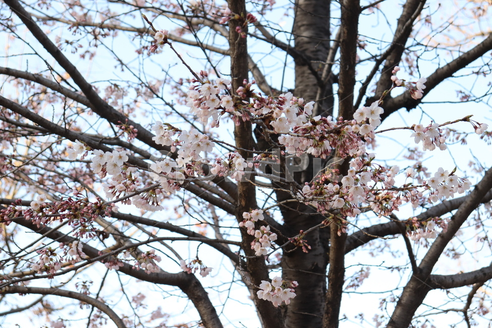 plant,식물,flower,blossom,꽃,spring,벚꽃