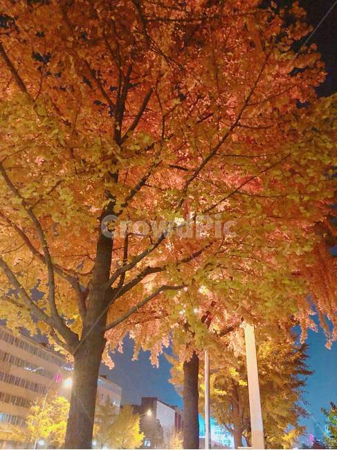 가을,단풍,가을나무,밤거리,autumn,maple,가을,계절,fall,autumn,season,식물,자연,plants,nature,나무,trees,wood,tree,plant