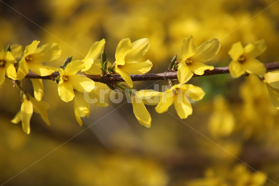 개나리,꽃,식물,봄,koreanforsythia,봄,계절,spring,season,식물,자연,plants,nature,꽃,flower,plant