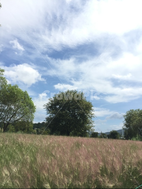 푸름,하늘,나무,핑크뮬리,순천,자연,풍경,nature,landscape,outdoors,옥외,grassland,목초지,field,들,savanna,대초원
