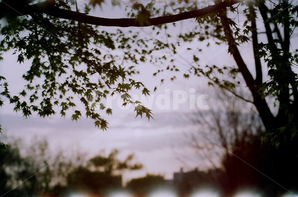 나무,나뭇잎,살랑살랑,공원,푸른하늘,필름카메라,필름사진,초록잎,tree,plant,leaf,식물,park,sunset,아련한,저녁하늘,가을,maple