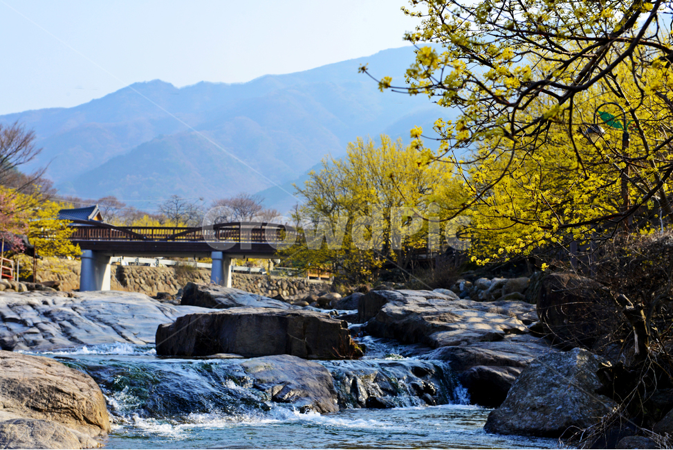 전남,구례,산동,산수유마을,산동산수유마을,산수유,산수유꽃,노랑꽃,봄,봄꽃,계절,water,물,nature,자연,경치,경관,풍경,outdoors,옥외,stream,흐름,자연,풍경,nature,landscape