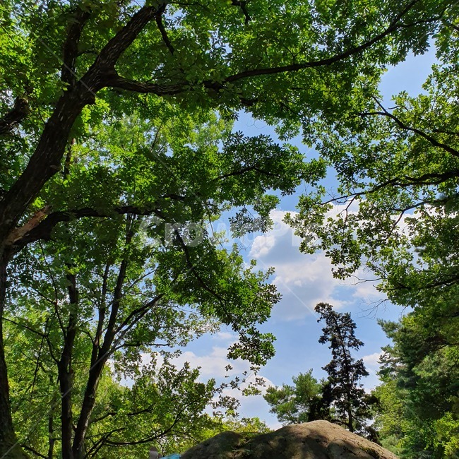 산,자연,하늘,나무,가을,여름,계절