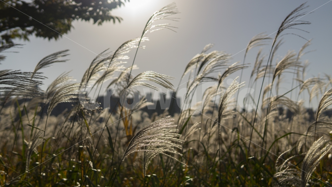 억새,갈대,가을,울산,태화강,풍경,가을,계절,fall,autumn,season,식물,자연,plants,nature,감성,sensible,feeling,grass,잔디,plant,lawn
