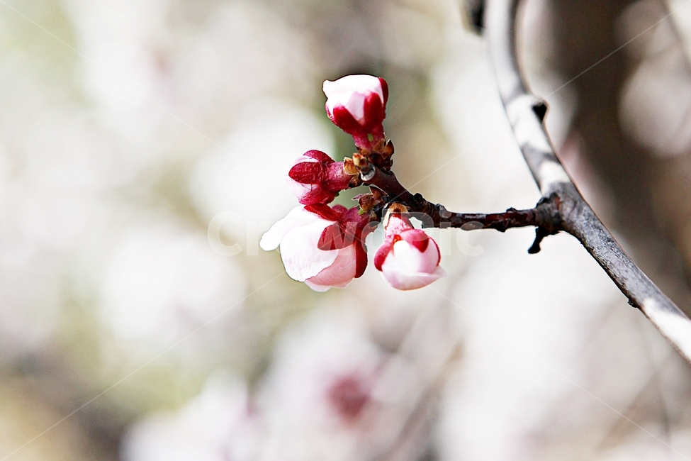 매화,꽃,매화꽃,나무,배경,자연,자연,풍경,nature,landscape,식물,plants,꽃,flower,나무,trees,wood,plant