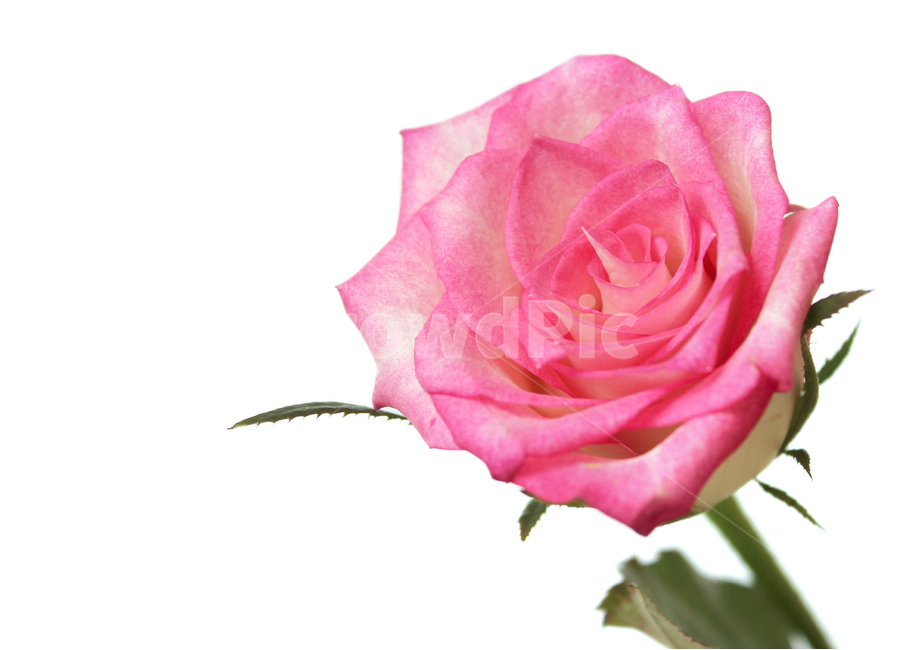 꽃,장미,장미꽃,핑크,생화,rose,flower,pink,신선한,식물,사랑,로맨스,love,romantic,roseflower,fresh,plant,흰배경,꽃,flower,누끼,remove background