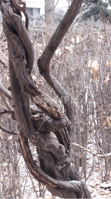 tree,나무,plant,식물,treetrunk,나무줄기,고목
