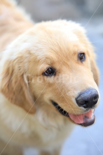 동물,개,반려견,강아지,순둥이,동물,animal,포유류,mammal,개,강아지,dog,doggy
