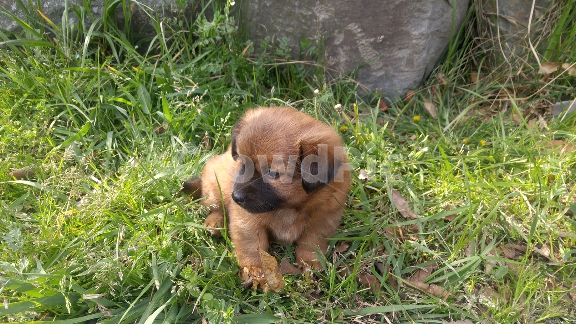 강아지,똥개,개,멍멍이,dog,애완견