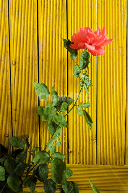 장미,꽃,색감,식물,노랑,rose,flower,plants,yellow,빨간장미