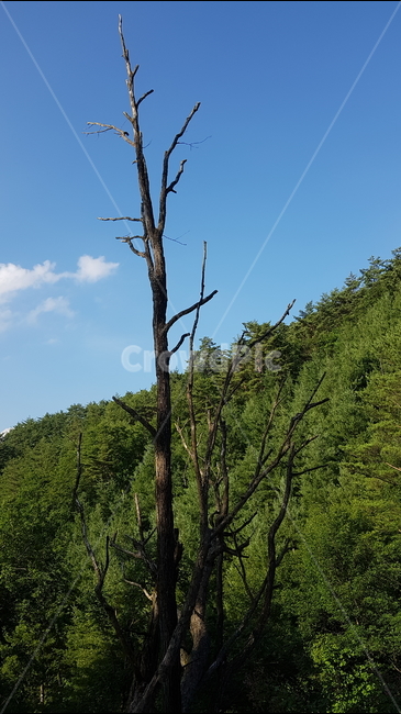 자연,숲,나무,고목,adeadtree,식물,식물,자연,plants,nature,나무,trees,wood