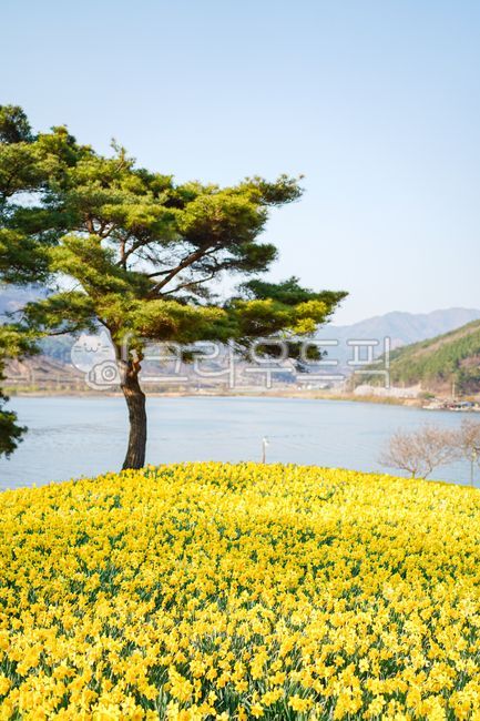 spring flowers,spring,daffodil,yellow flower,full bloom,flower