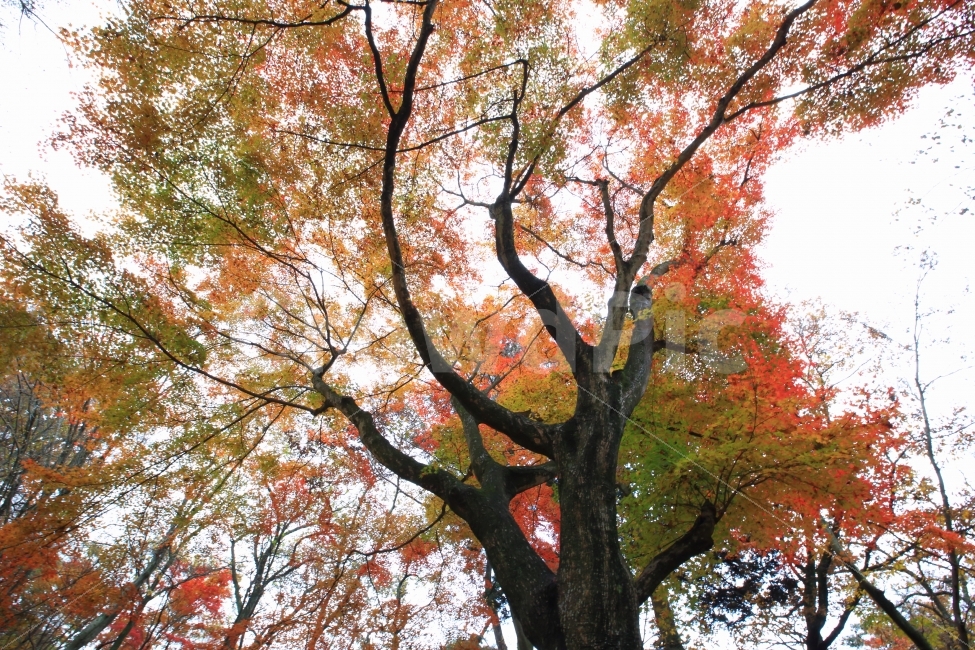 단풍,가울,풍경,유마사,화순,가을,계절,fall,autumn,season,식물,자연,plants,nature,나무,trees,wood,tree,plant,tree trunk,나무 줄기,maple