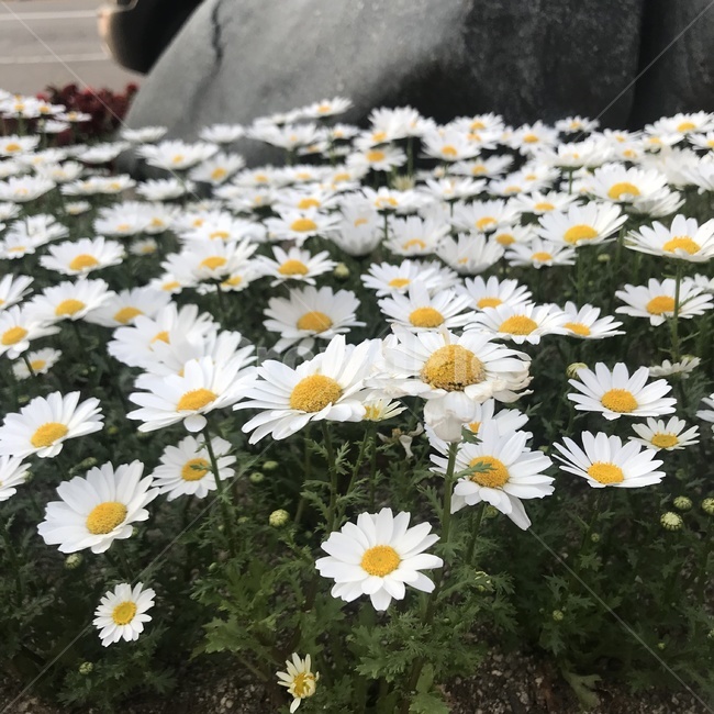 들국화,나들이,봄,하얀꽃,들꽃