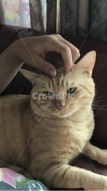 animal,동물,mammal,포유류,cat,고양이,pet,착한애,애완동물,냥이,집사,개냥이,치즈태비,동물,animal,포유류,mammal,고양이,cat,kitten,kitty