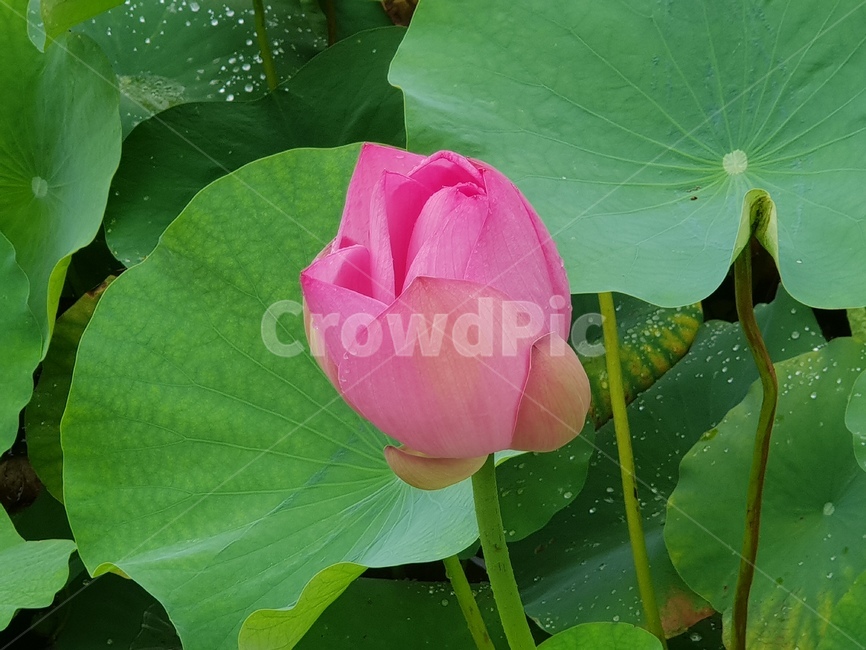 연꽃,꽃,수련,식물,lotusblossom,flower,연,수초,식물,자연,plants,nature,꽃,flower