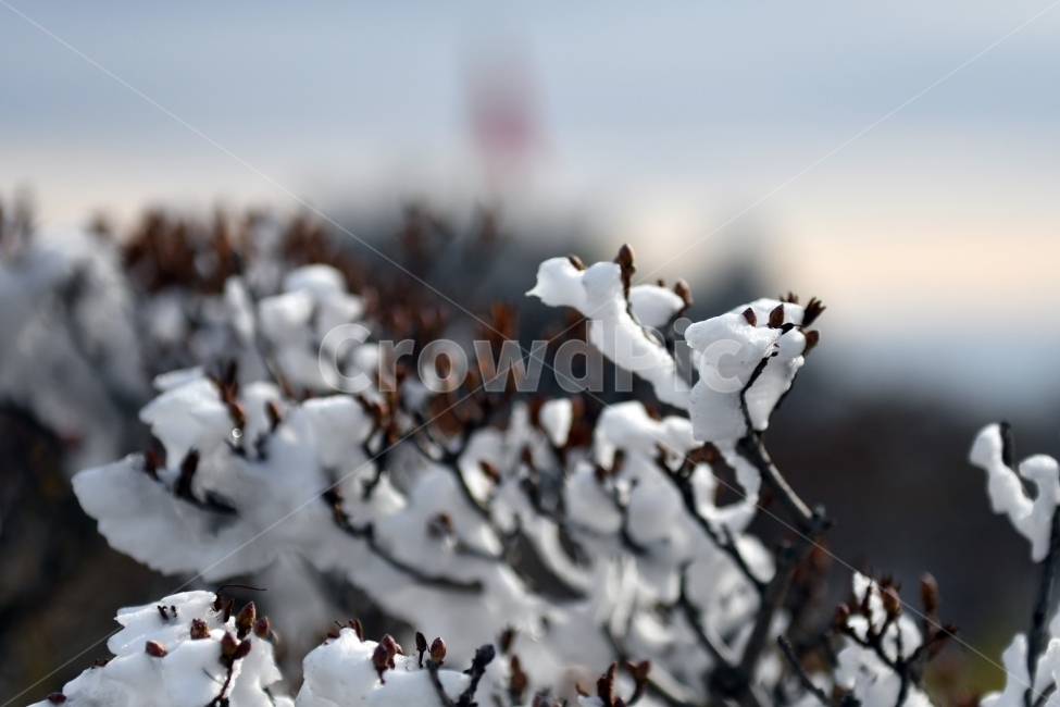 겨울,풍경,한라산,눈,겨울산,눈꽃,제주도,상고대,나무,서리,바다,겨울,계절,winter,season,식물,자연,plants,nature