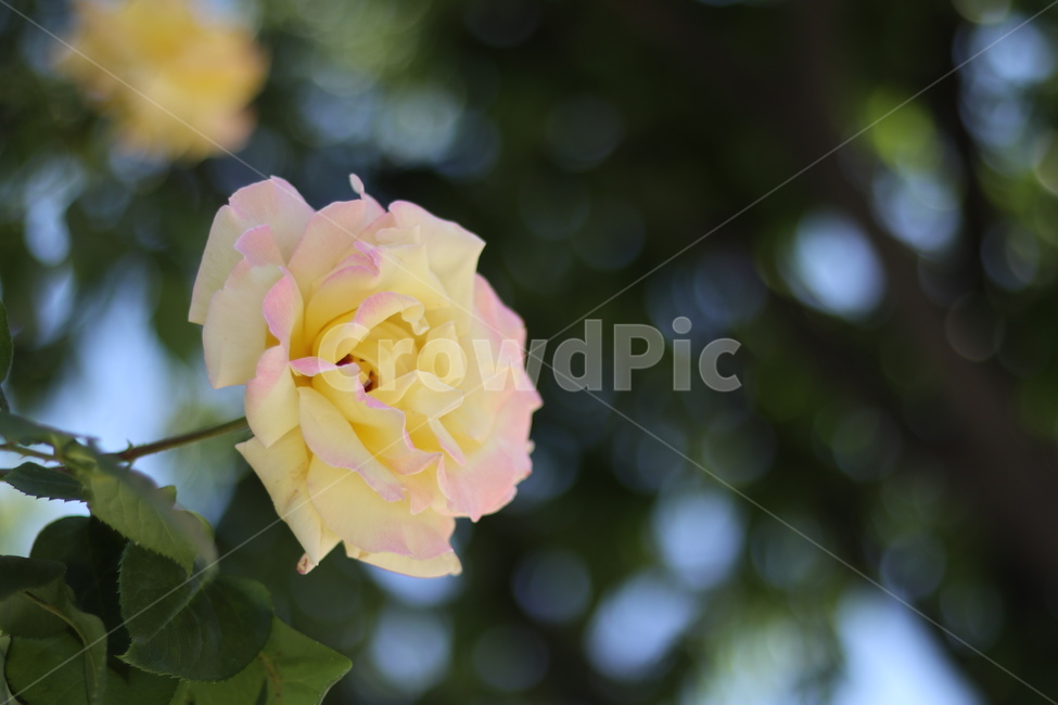 장미,5월,투톤,노랑,빛,식물,자연,plants,nature,꽃,flower