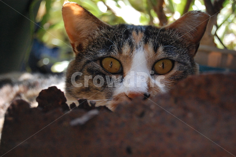 고양이,고양이표정,고양이일상,집고양이,고양이눈빛,고양이눈