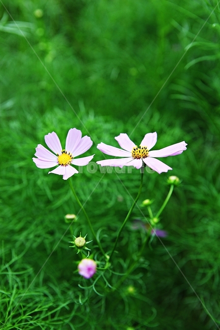 코스모스,꽃,꽃잎,식물,자염,공원,가을,가을꽃,식물,자연,plants,nature,꽃,flower