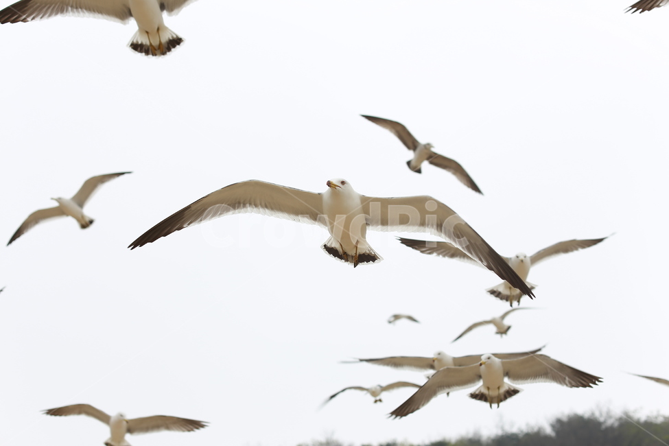 갈매기,동물,새,날개,비상,동물,animal,조류,새,birds