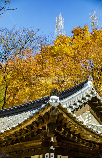 한옥,기와,기와지붕,가을,단풍,풍경,처마,전통가옥,전통건축물,가을,계절,fall,autumn,season,한국전통,한국문화,korean traditional,korean culture