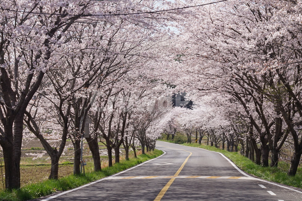 spring flowers,Cherry Blossom,Cherry Blossom Tunnel,flower road,Goheung Bay Cherry Blossom Road,flower