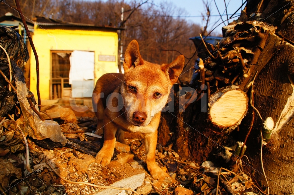 강아지,마을,동네,뒷동산,뒷산,산,언덕,나무,개,동물,시선,동물,animal,개,강아지,dog,doggy,포유류,mammal