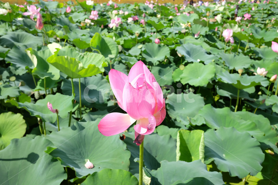 꽃,분홍색,연꽃,연잎,경주,여름,자연,식물,plant,summer,natural,lotus,leaf,pink,flower