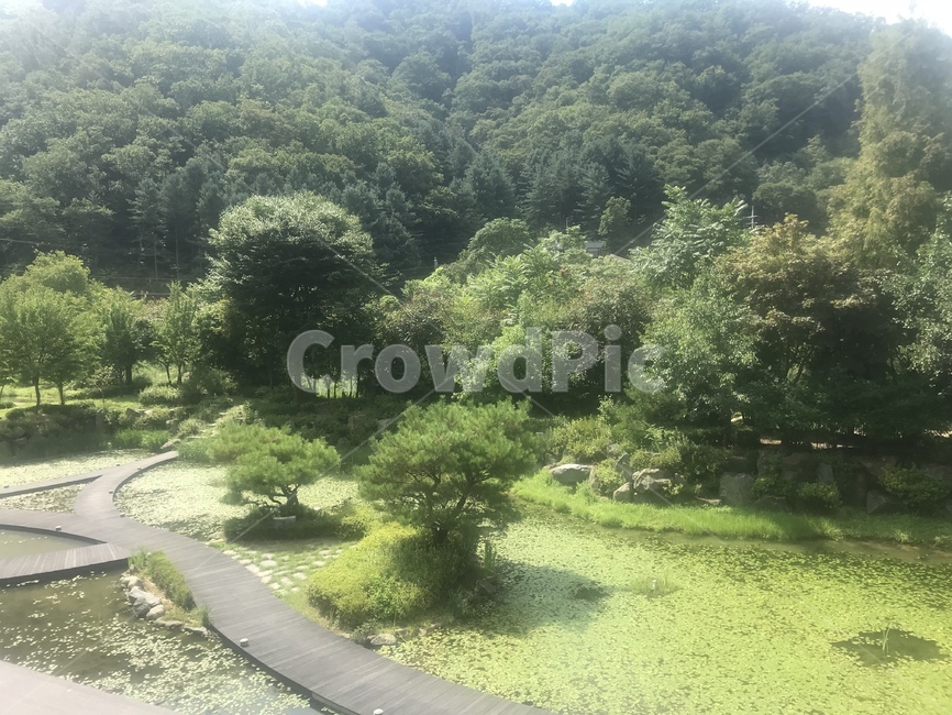 식물,nature,자연,개구리밥,정원,산,산책로