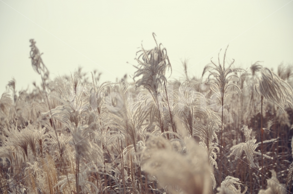 가을,억새,DSLR,하늘공원,감성,따스함,가을,계절,fall,autumn,season,식물,자연,plants,nature,감성,sensible,feeling,grass,잔디,plant,lawn