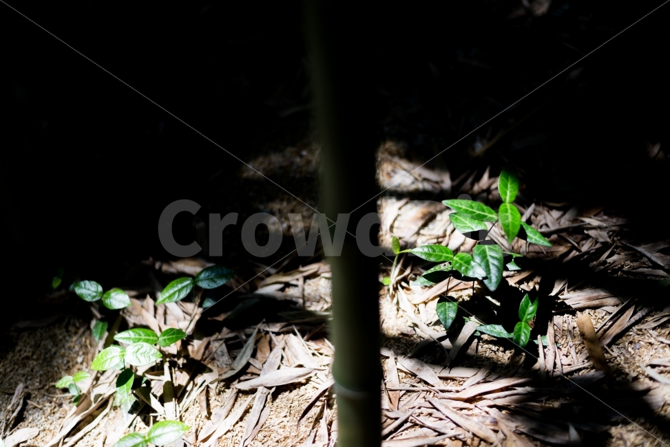 자연,명암,대비,담양,대나무숲,여행사진,감성사진,풍경사진,식물,자연,plants,nature