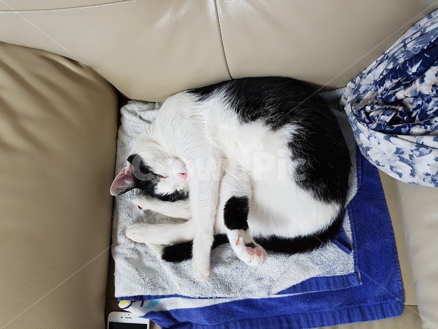 고양이,검정,흰색,검은색꼬리,핑크색코,발톱,동물,animal,포유류,mammal,고양이,cat,kitten,kitty