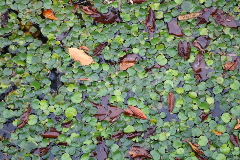 수초,연,연꽃,수련,낙엽,식물,자연,배경화면,여름,물,선유도,plant,garden,nature,water,green,summer,botany,growth,gardening,seedling,land,plantation,natural,background,가을,계절,fall,autumn,season,식물,자연,plants,nature