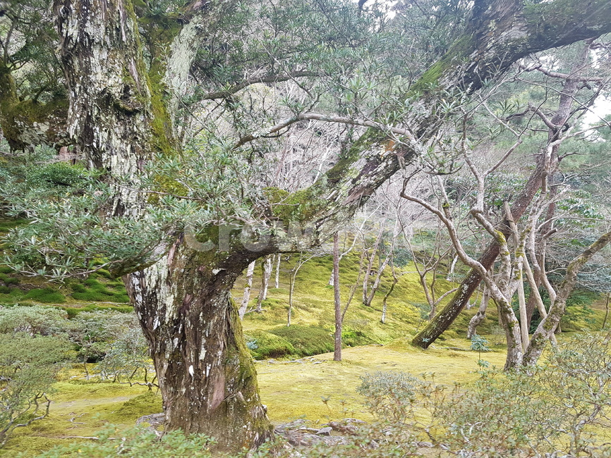 숲,나무,이끼,정원,moss,forest,lichen,tree,garden,일본정원,일본이끼,일본숲,japanesegarden,식물,자연,plants,nature,나무,trees,wood
