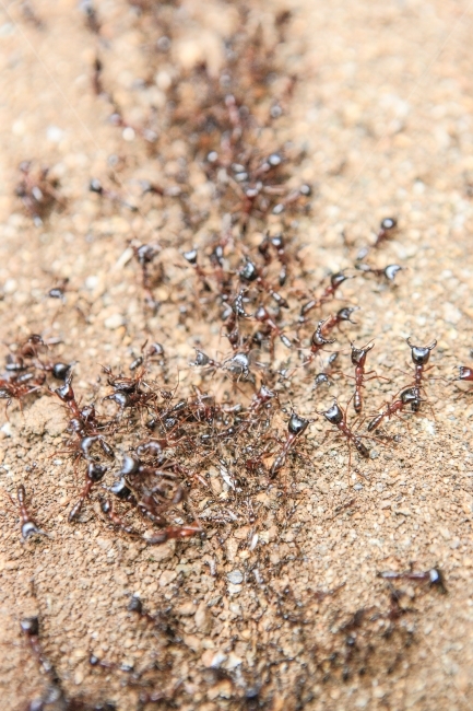 개미,아프리카,우간다,동물,여행,동물,animal,곤충,벌레,insect,bug