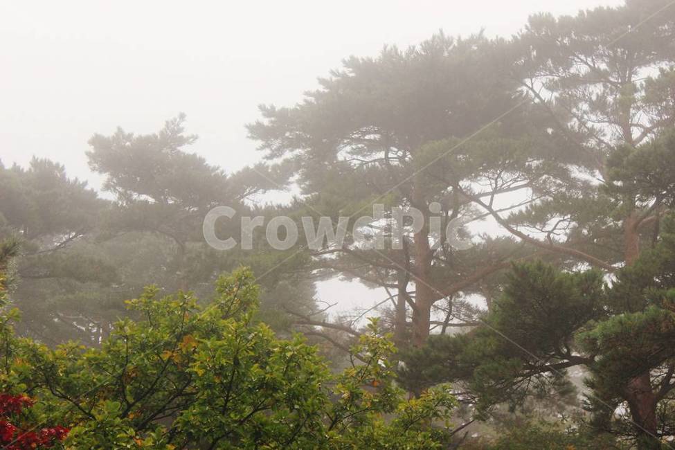 한라산,한국,한라산풍경,산,나무,안개,숲,제주도,제주도풍경,한라산경치