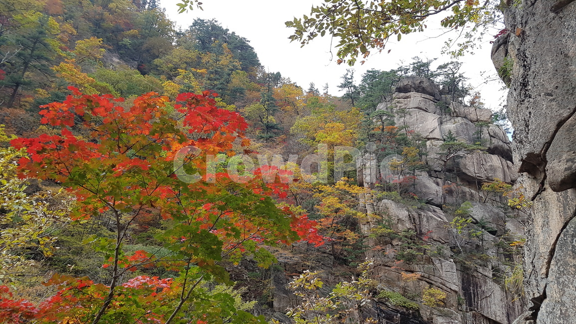 설악산,국립공원,가을,단풍,천불동계곡,기암괴석,가을,계절,fall,autumn,season,자연,풍경,nature,landscape,한국자연풍경,한국자연경관,korea nature landscape,tree,나무,plant,식물,leaf,잎,maple