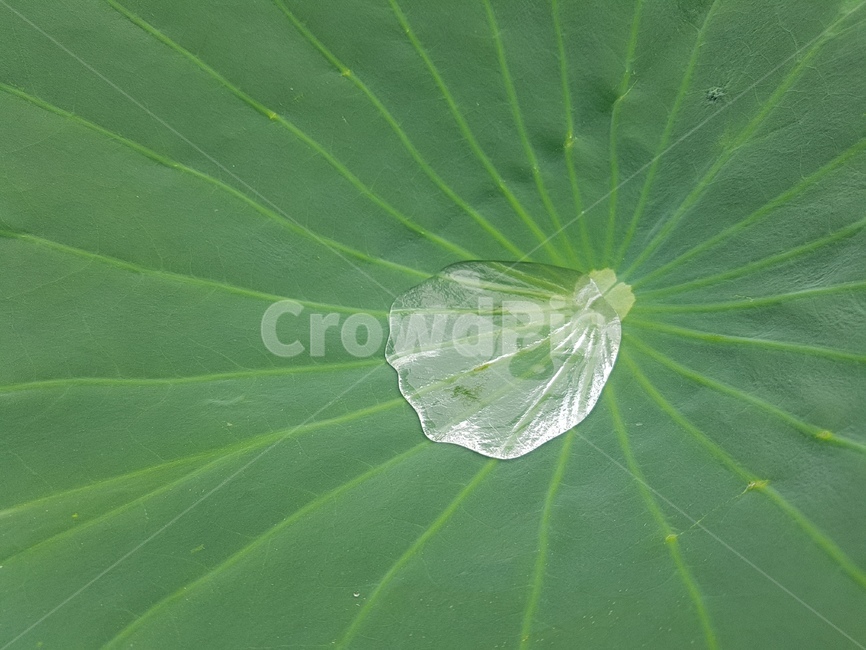 leaf,잎,plant,식물,물방울,연잎,자연,식물,자연,plants,nature