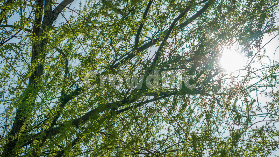 버드나무,초록잎,나무,능수버들,salixkoreensisanderss,버들잎,식물,자연,plants,nature,나무,trees,wood