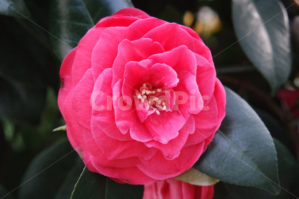 동백,붉은색,겨울,초록잎,꽃,동백나무,flower,red,camellia