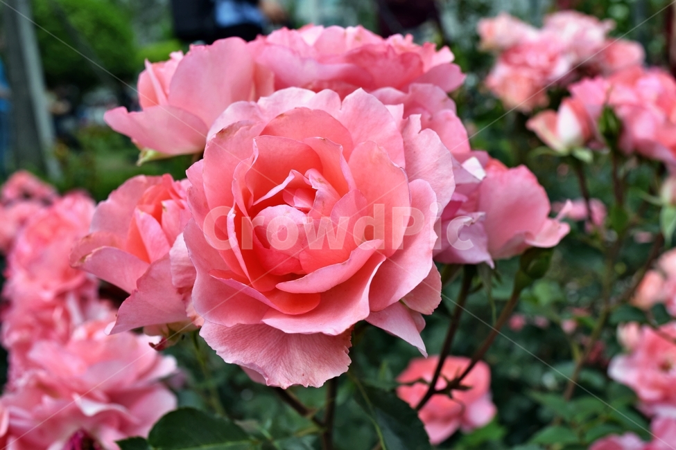 장미,장미꽃축제,꽃,핑크,분홍,자연,식물,자연,plants,nature,꽃,flower