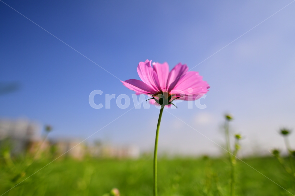 가을,코스모스,꽃,야생화,자연,공원,가을,계절,fall,autumn,season,식물,자연,plants,nature,꽃,flower,plant,blossom,daisy,데이지,daisies